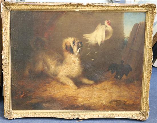 Circle of George Armfield A terrier chasing chickens, 20 x 26in.